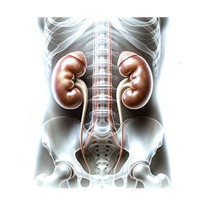 Blase, Niere und Prostata